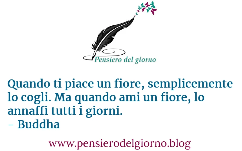 Frase vero amore Buddha