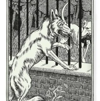 Il lupo e il cane favola di Fedro