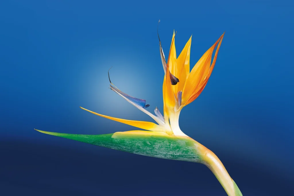 Fiore uccello del Paradiso - Licenza Pixabay