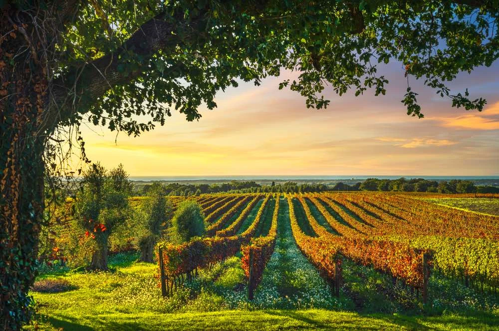 Autunno Italia Bolgheri Toscana