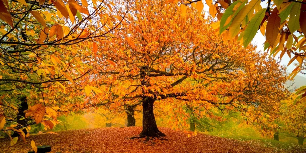 Casentino Toscana autunno