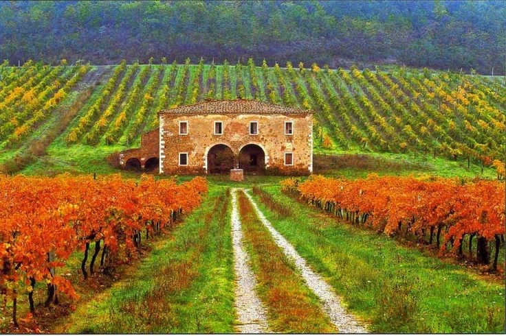 Vigneto casolare autunno Toscana