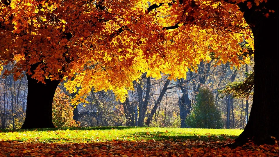 Autunno paesaggio bosco Toscana