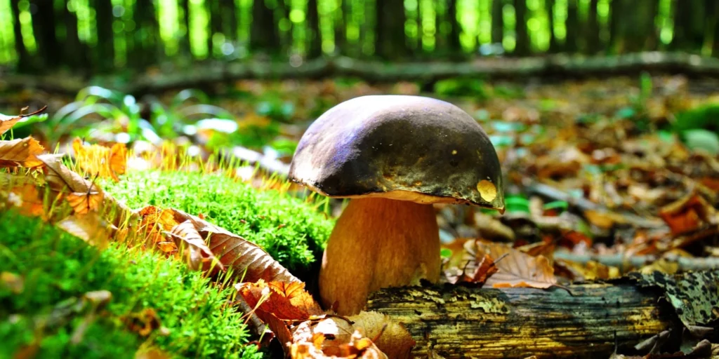 Funghi autunno bosco Italia