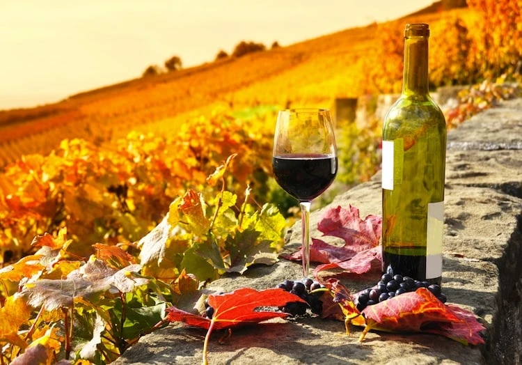 Vigna vino Toscana