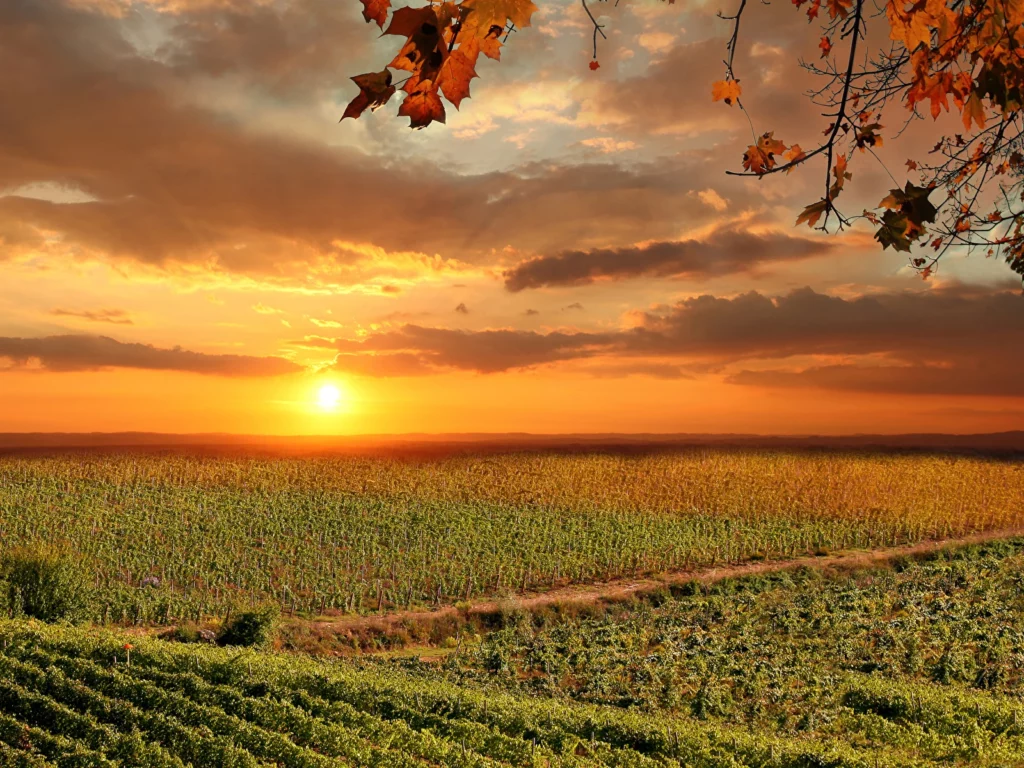 Vigneti autunno Toscana