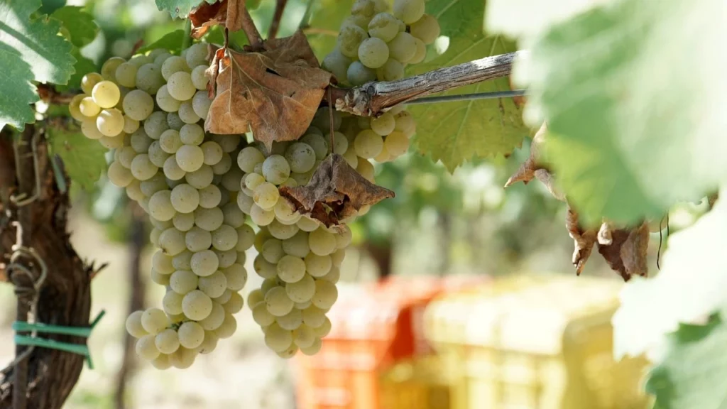 Uva autunno Sicilia