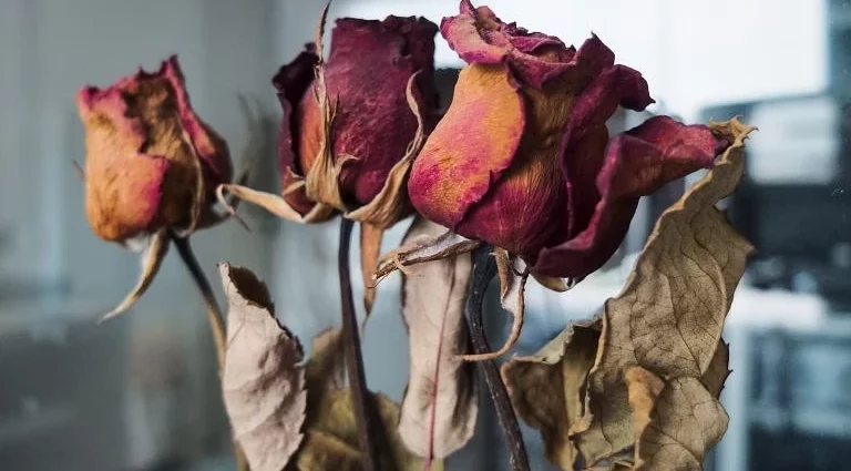 Sognare fiori secchi appassiti significato onirico