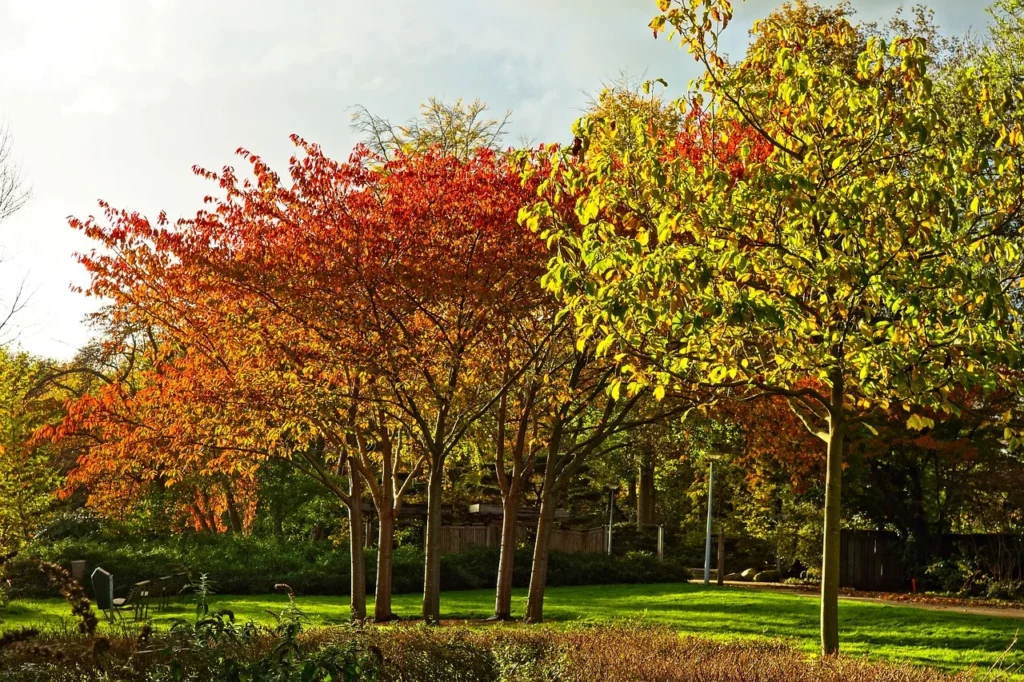 Atmosfere autunno alberi parco