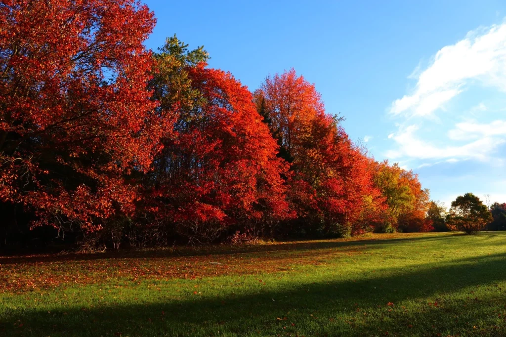 Alberi e prato autunno in novembre