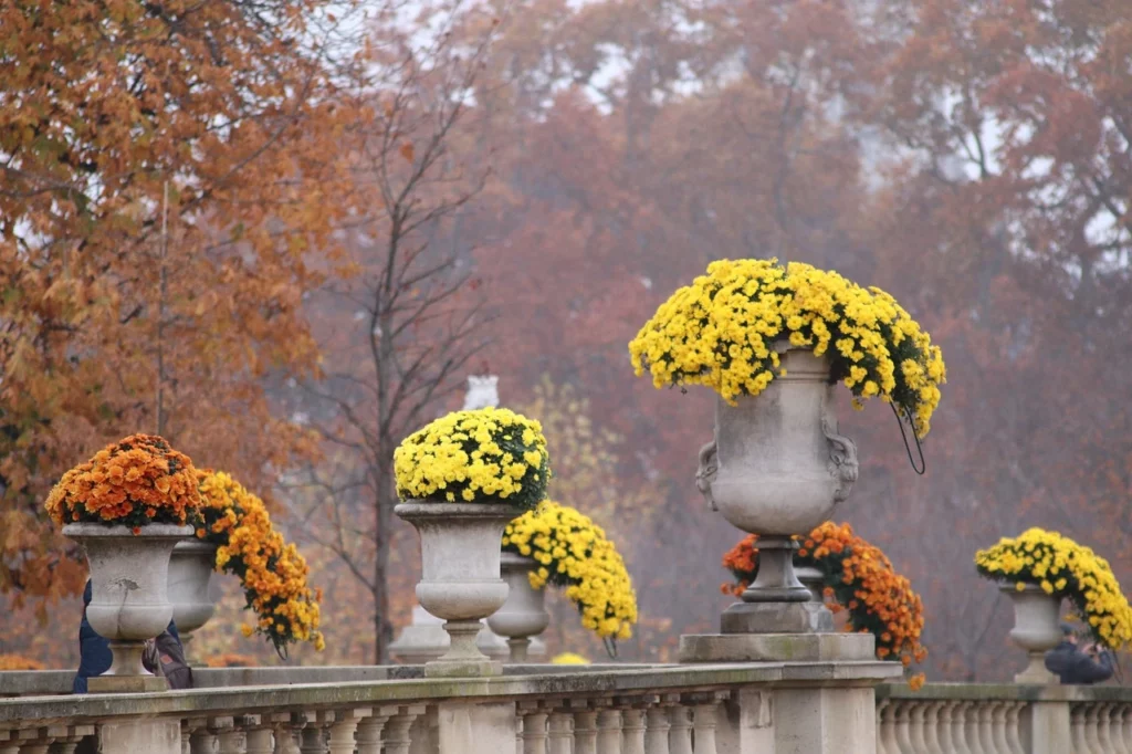 Atmosfere autunno novembre fiori crisantemi