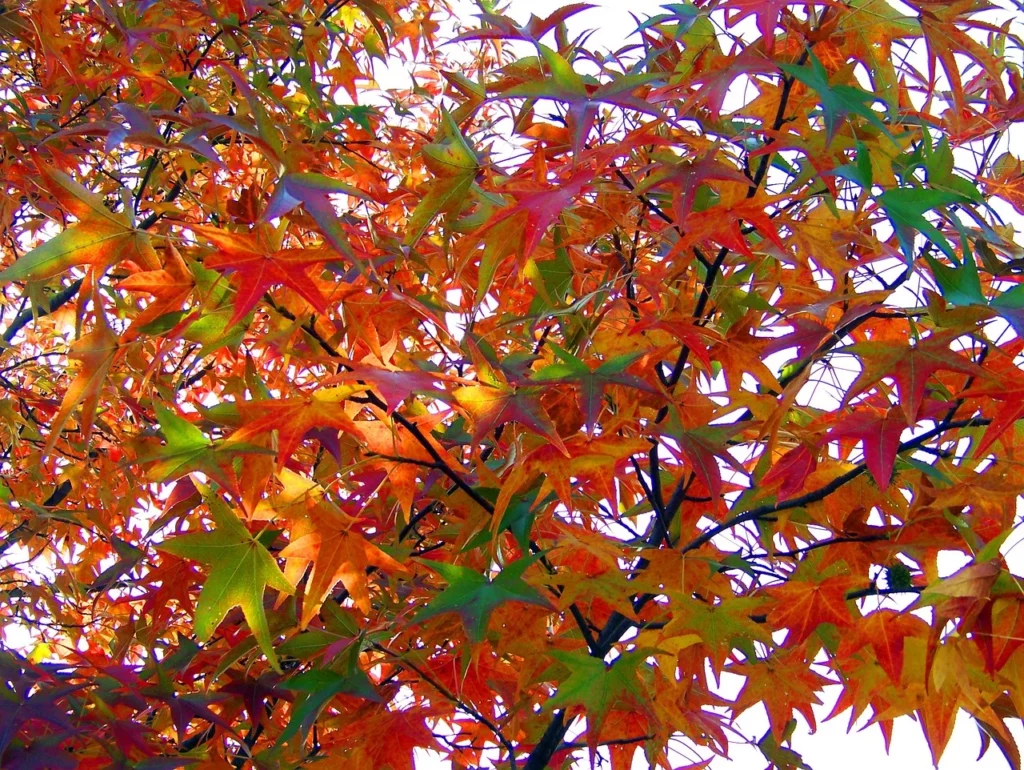 Novembre autunno foglie colorate