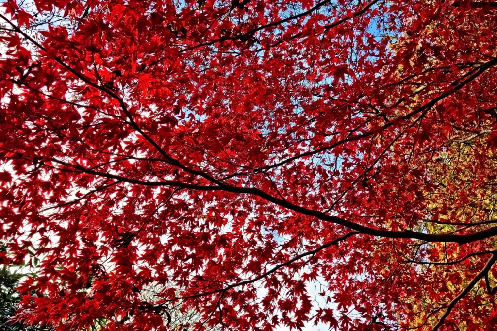 Albero foglie rosse autunno