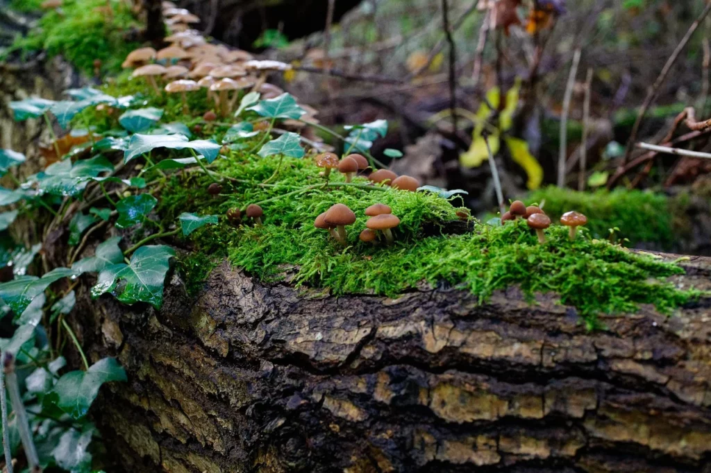 Funghi tronco albero sottobosco autunno