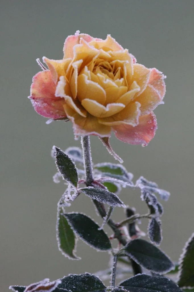 Rosa di novembre