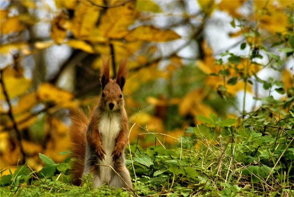 Novembre autunno scoiattolo