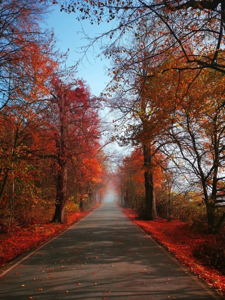 Viale alberato autunno novembre nebbia