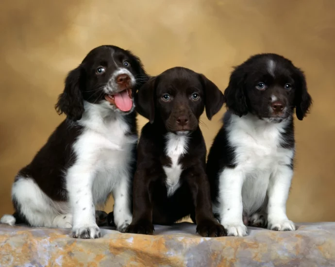 Sognare cuccioli di cane significato simbolo onirico psicologico