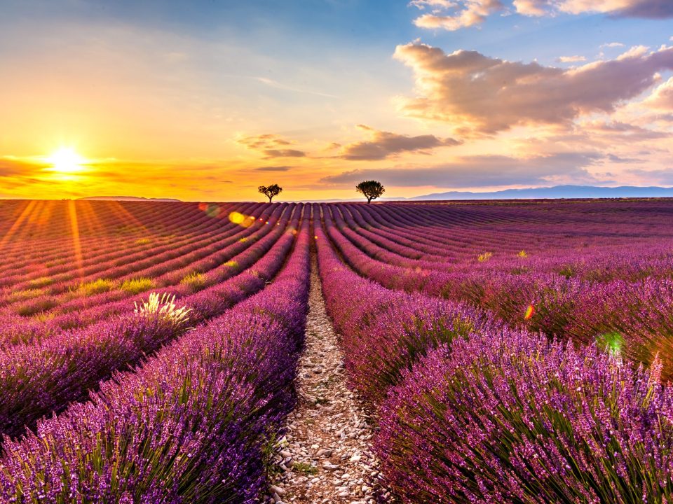 Tramonto su campo di lavanda