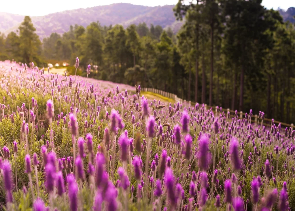 Campo di lavanda primo piano