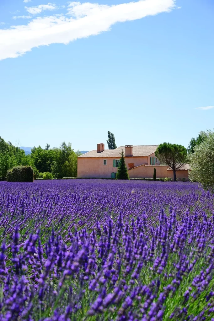 Campo di lavanda con casolare