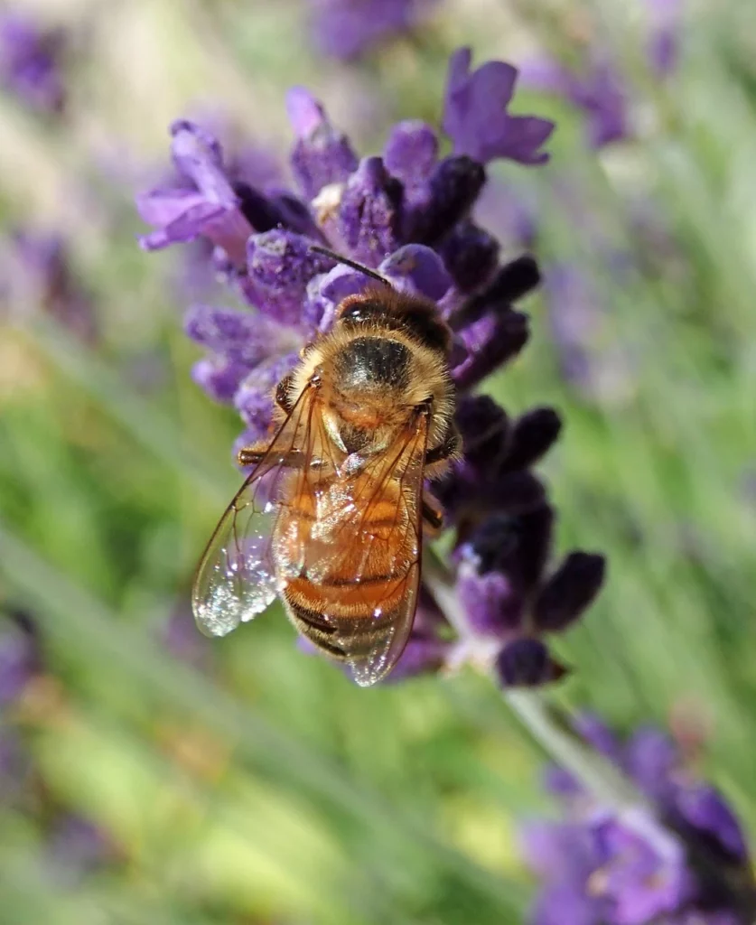 Fiore di lavanda con ape