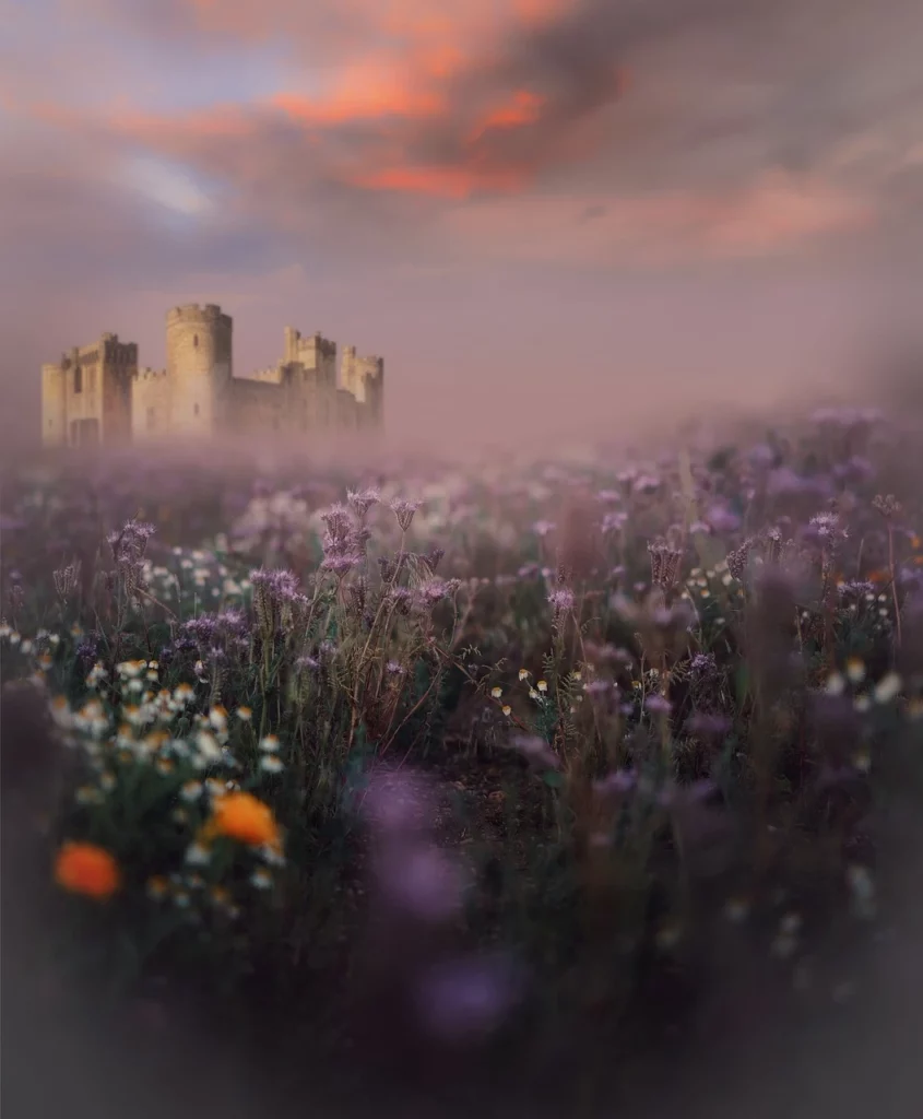 Campo di lavanda con castello