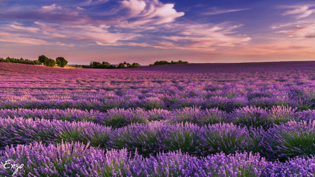 Campo di lavanda in Provenza