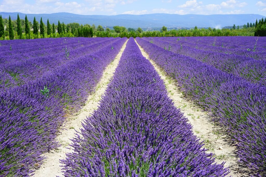 File di fiori nel campo di lavanda