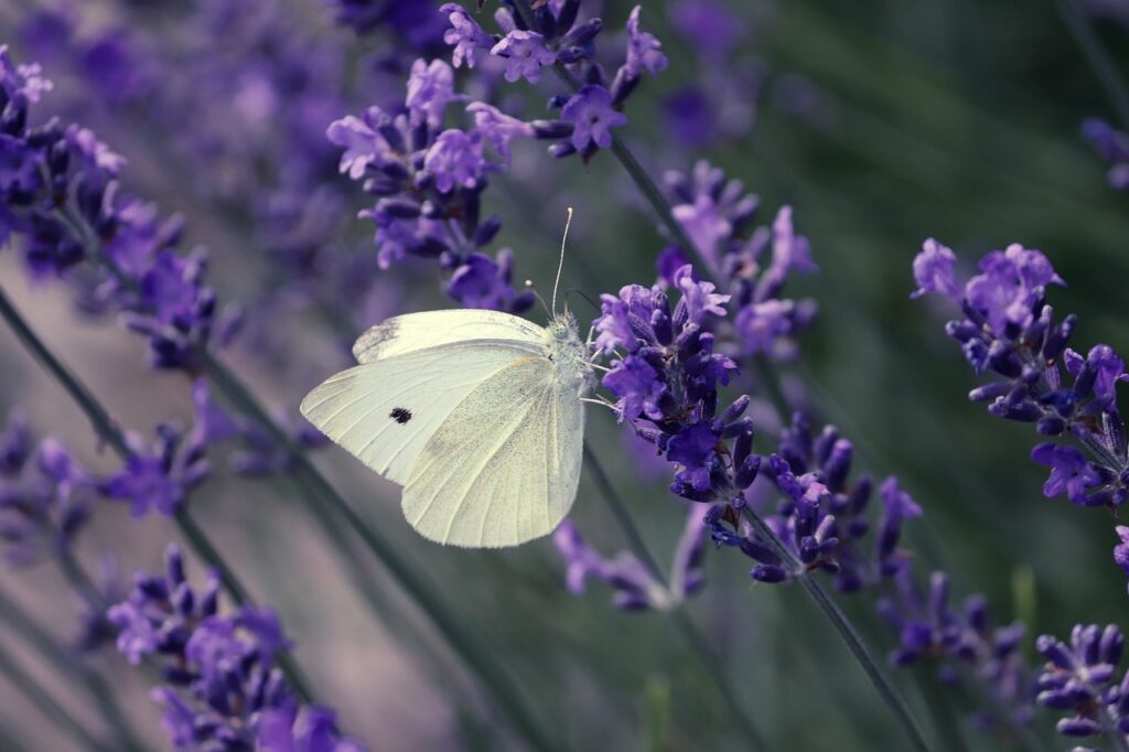 Farfalla bianca su lavanda