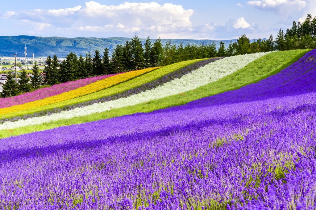 Campi di fiori e lavanda