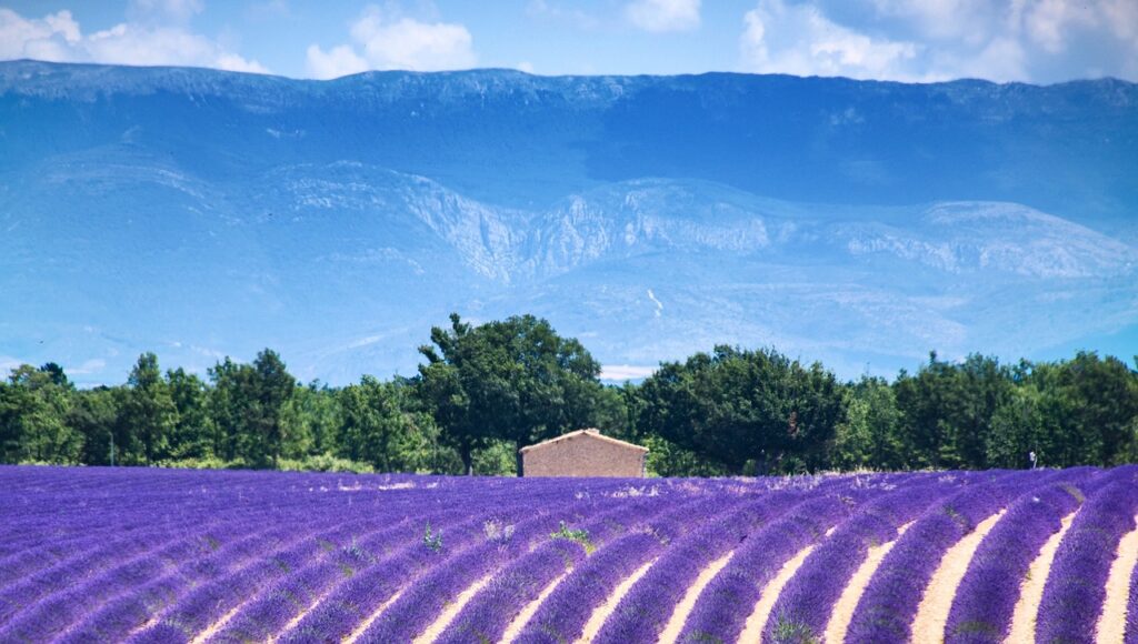 Campo lavanda campagna