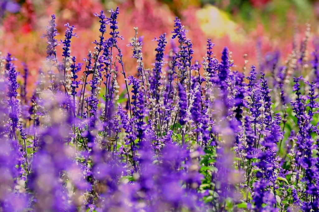 Fiori lavanda