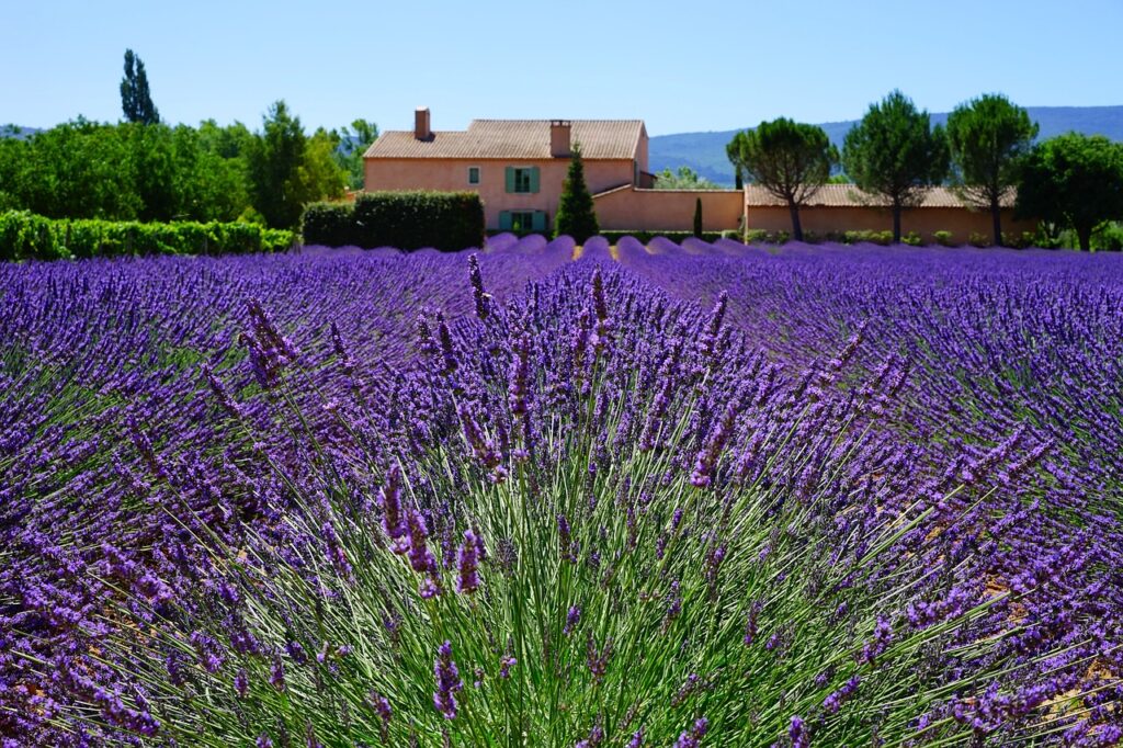 Campo di lavanda geometria