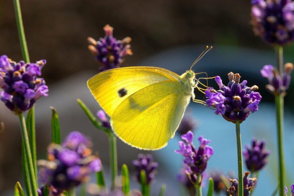 Farfalla gialla su fiore di lavanda