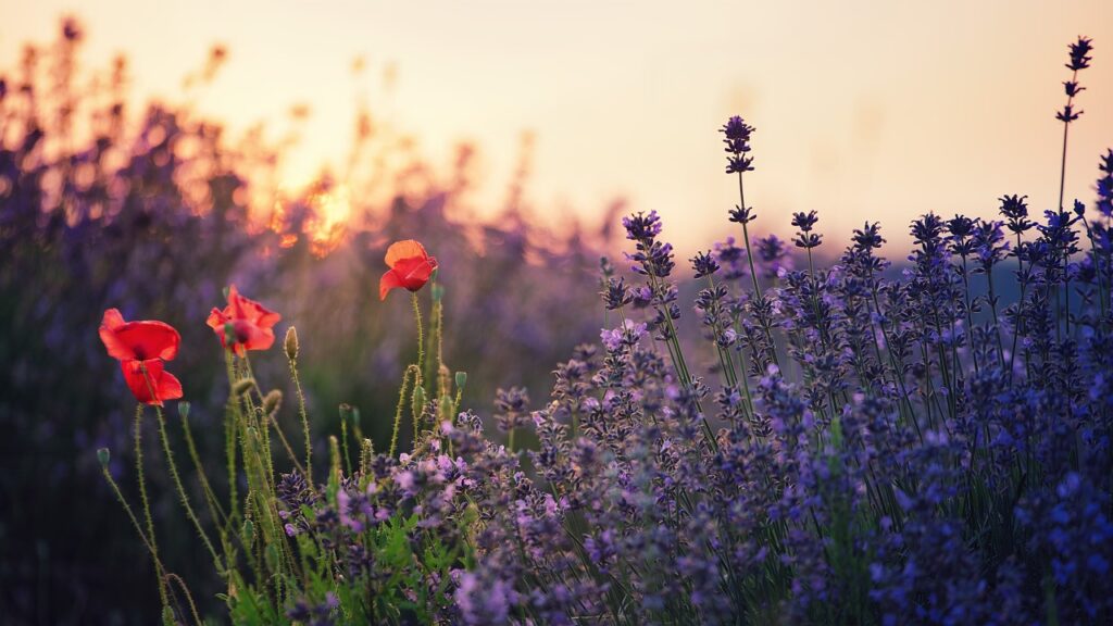 Lavanda e papaveri