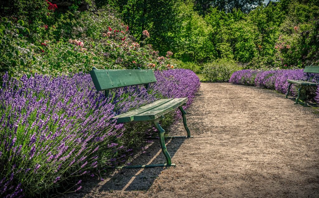 Panchina fra la lavanda