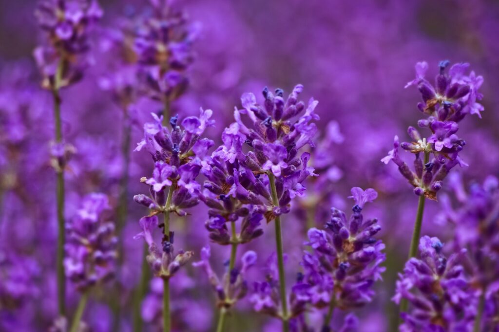 Fiori di lavanda in primo piano