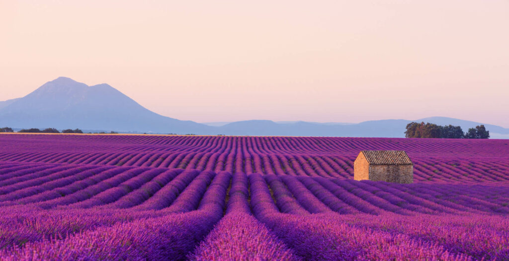 Lavanda in Provenza