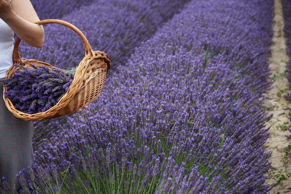 Cestino con fiori lavanda