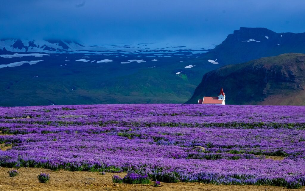 Campo di lavanda montagne