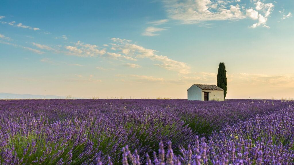 Campo di lavanda 