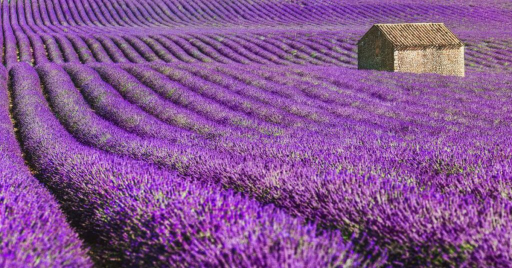 Campo pieno di fiori di lavanda