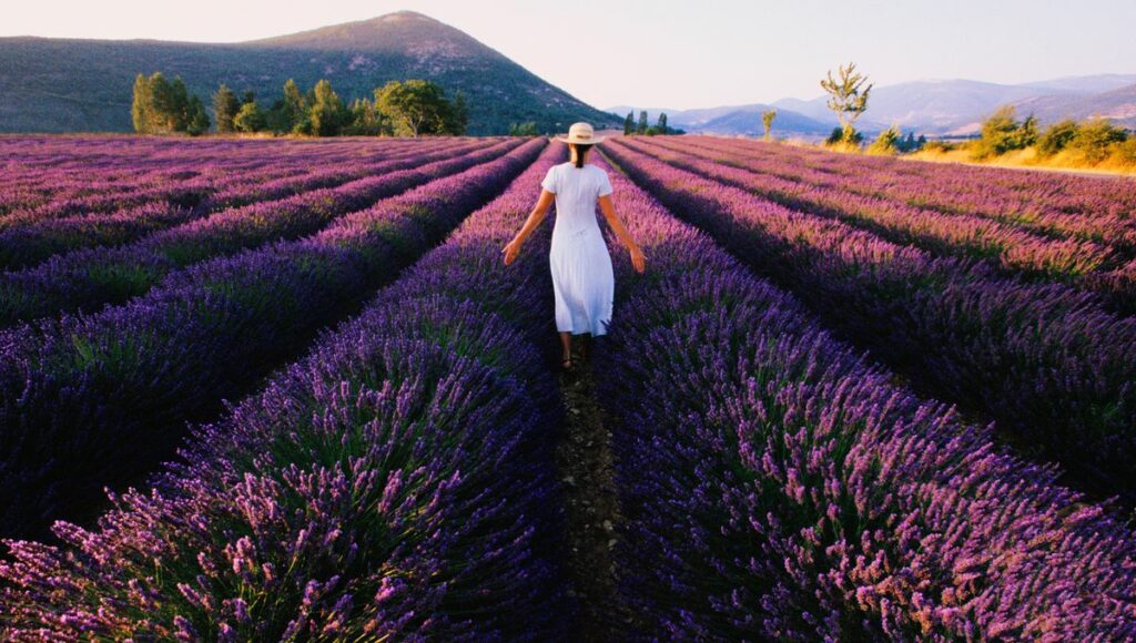 Ragazza vestita di bianco in mezzo campo di lavanda Provenza