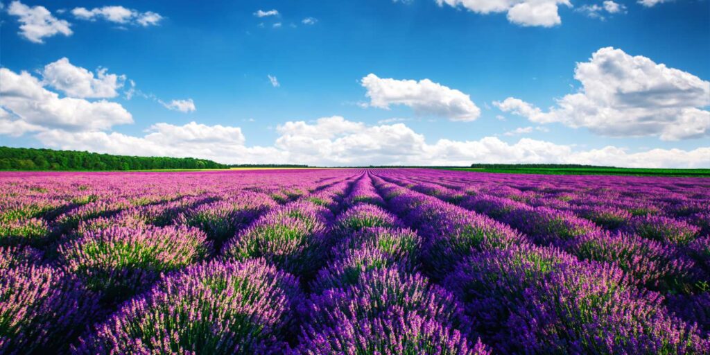 Campo di lavanda Provenza