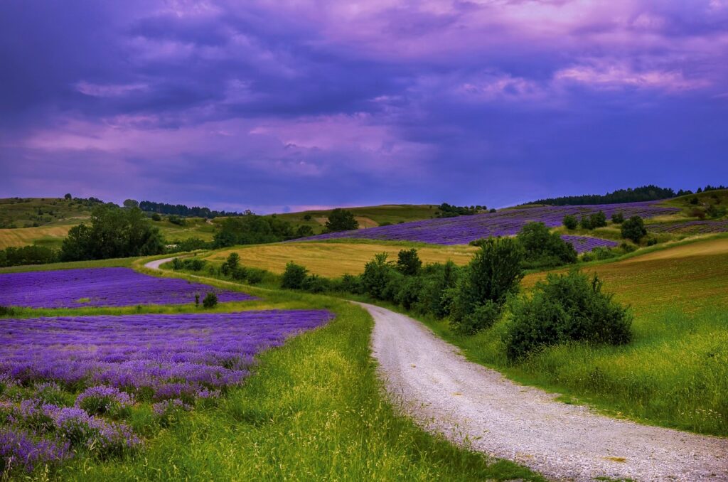 Paesaggio con campi di lavanda