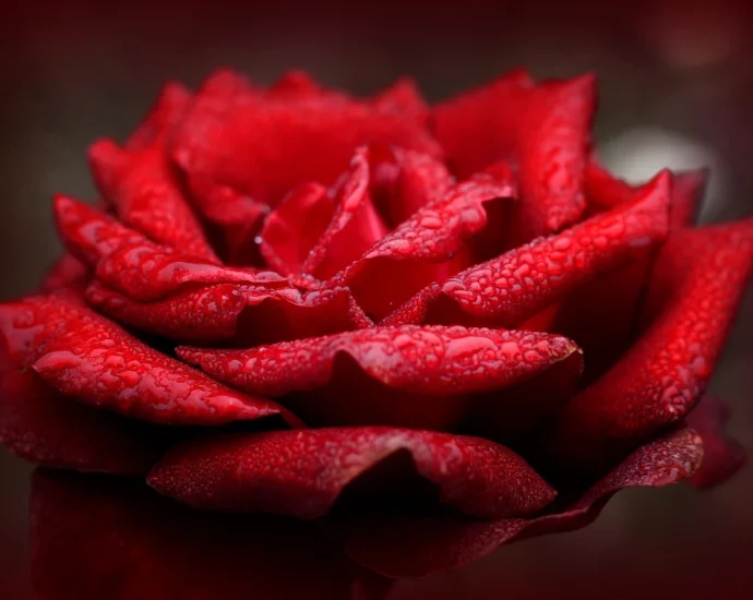 Rosa rossa immagini bellissime e significato