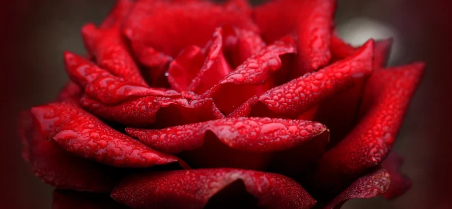 Rosa rossa immagini bellissime e significato